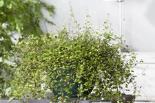 Muehlenbeckia complexa