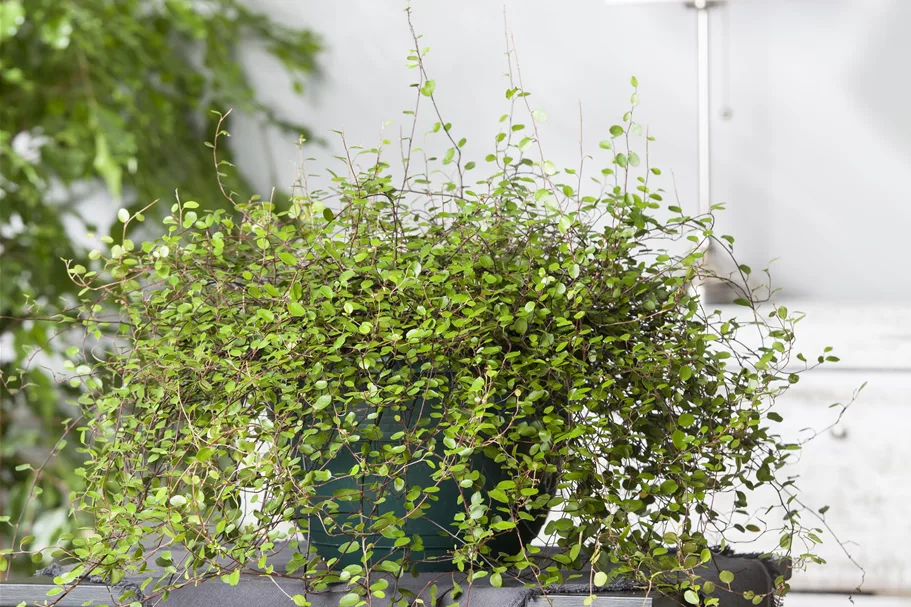 Muehlenbeckia complexa