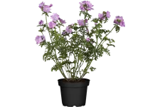 Malva moschata 'Rosea'