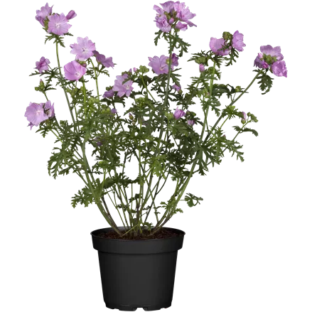 Malva moschata 'Rosea'