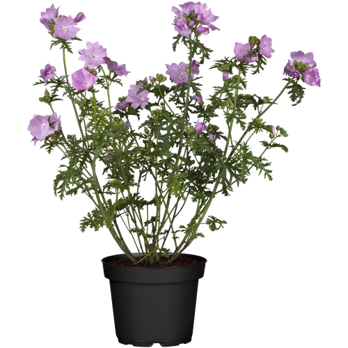 Malva moschata 'Rosea'