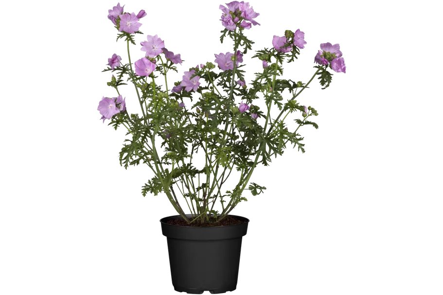 Malva moschata 'Rosea'