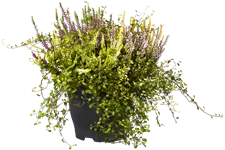 Muehlenbeckia complexa