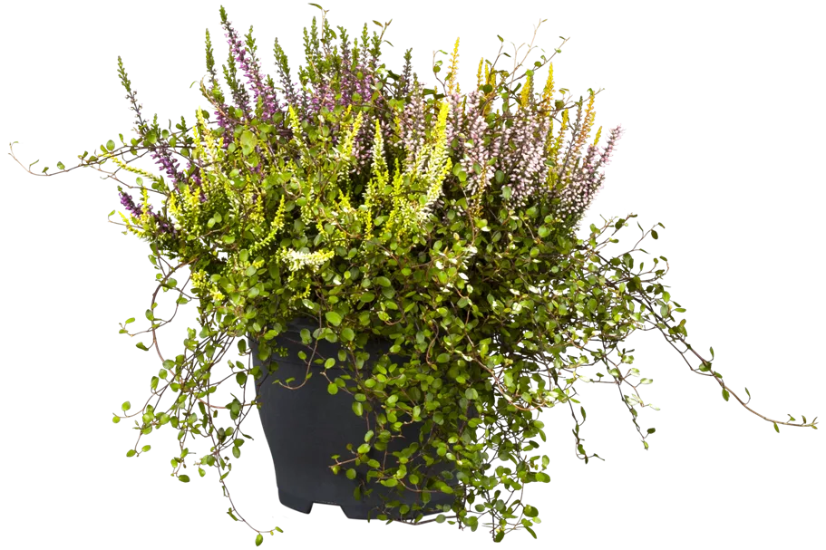 Muehlenbeckia complexa