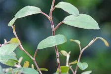 Muehlenbeckia complexa