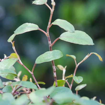 Muehlenbeckia complexa