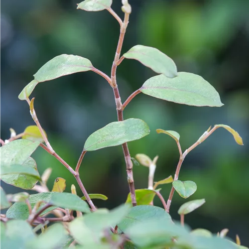 Muehlenbeckia complexa