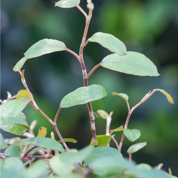 Muehlenbeckia complexa