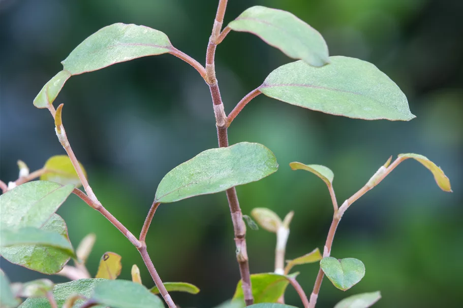Muehlenbeckia complexa