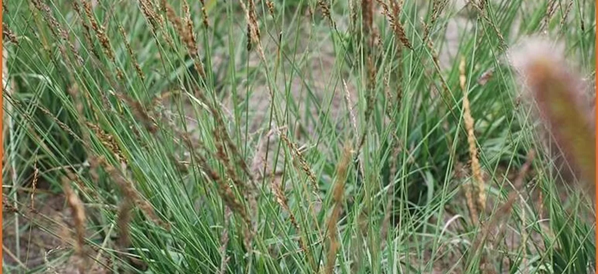 Molinia caerulea 'Strahlenquelle'