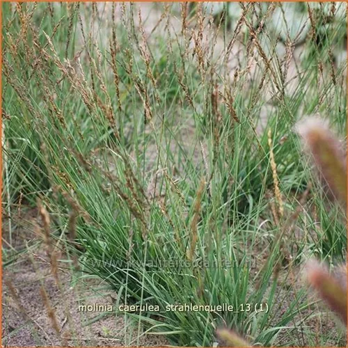 Molinia caerulea 'Strahlenquelle'