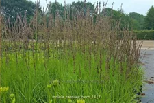 Molinia caerulea 'Torch'