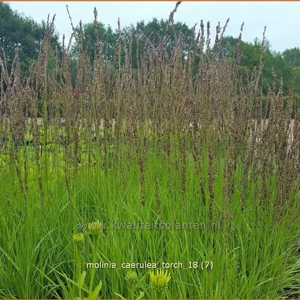 Molinia caerulea 'Torch'