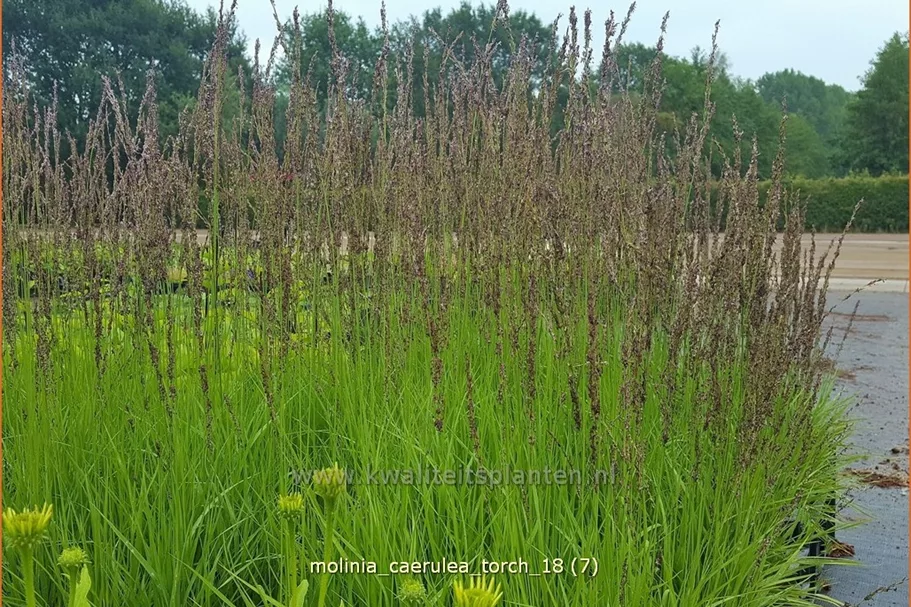 Molinia caerulea 'Torch'