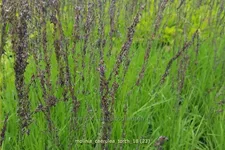 Molinia caerulea 'Torch'