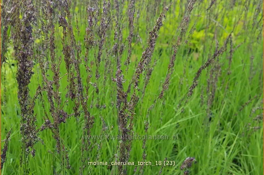 Molinia caerulea 'Torch'