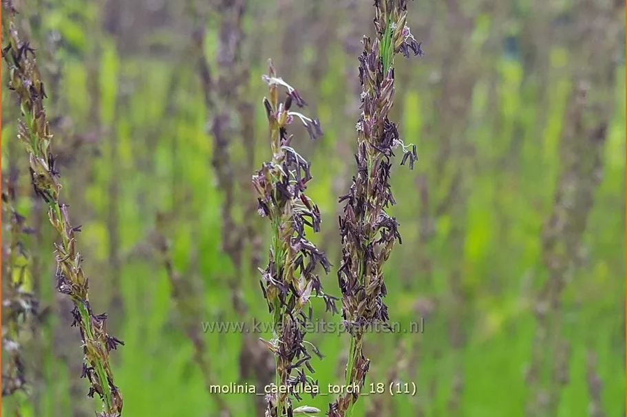 Molinia caerulea 'Torch'