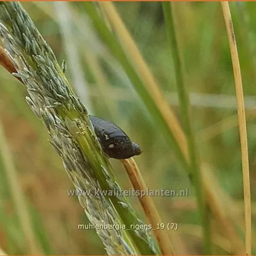 Muhlenbergia rigens