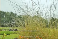 Muhlenbergia rigens