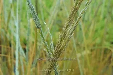 Muhlenbergia rigens