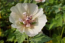 Malva 'Park Allee'