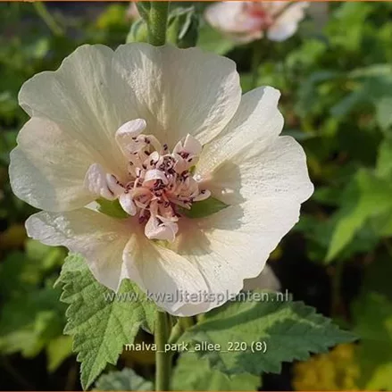 Malva 'Park Allee'