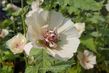 Malva 'Park Allee'