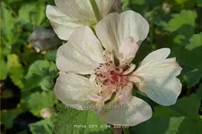 Malva 'Park Allee'