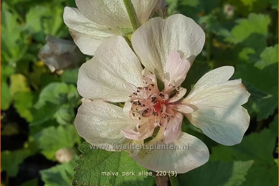 Malva 'Park Allee'