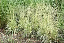 Molinia caerulea 'Variegata'