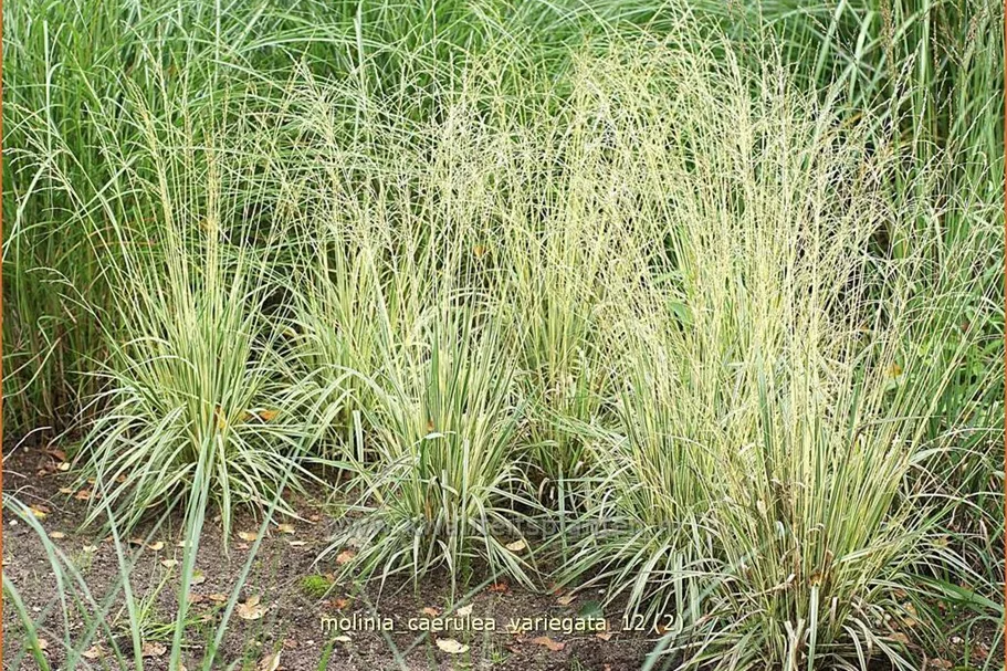 Molinia caerulea 'Variegata'