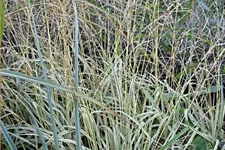 Molinia caerulea 'Variegata'