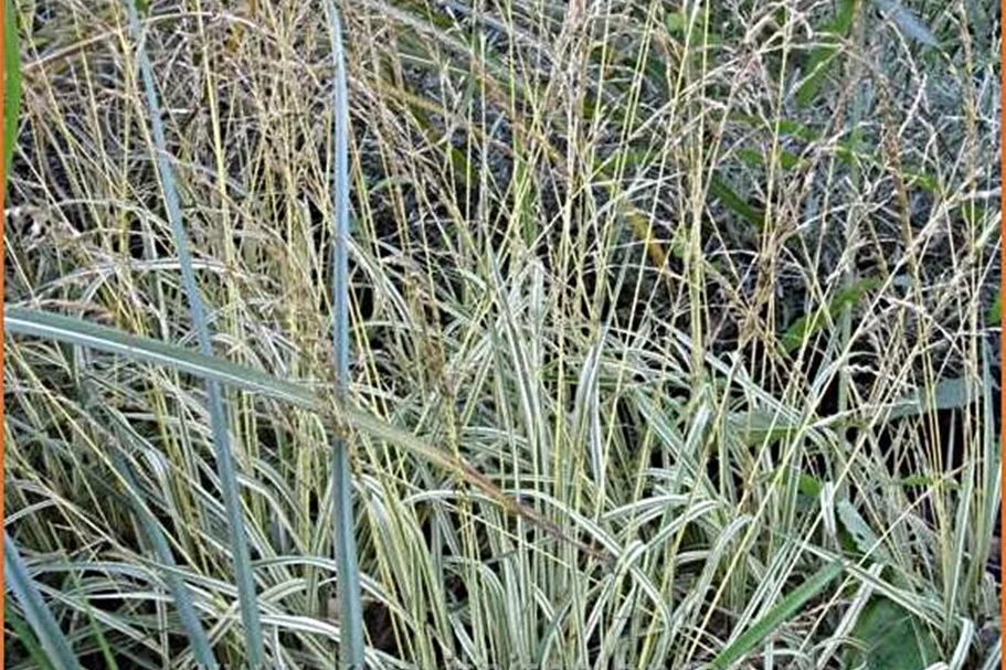 Molinia caerulea 'Variegata'