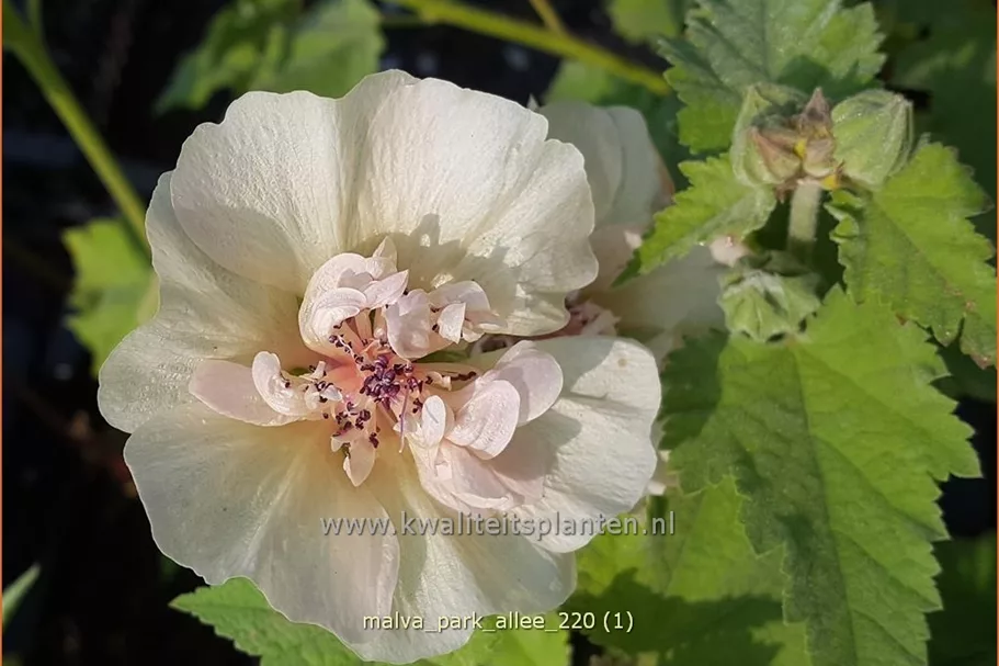 Malva 'Park Allee'