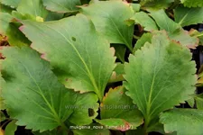 Mukgenia 'Nova Flame'