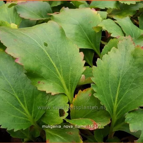Mukgenia 'Nova Flame'