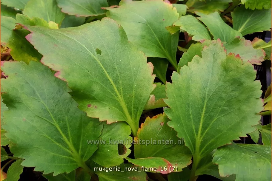Mukgenia 'Nova Flame'