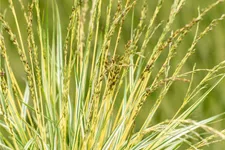 Molinia caerulea 'Variegata'