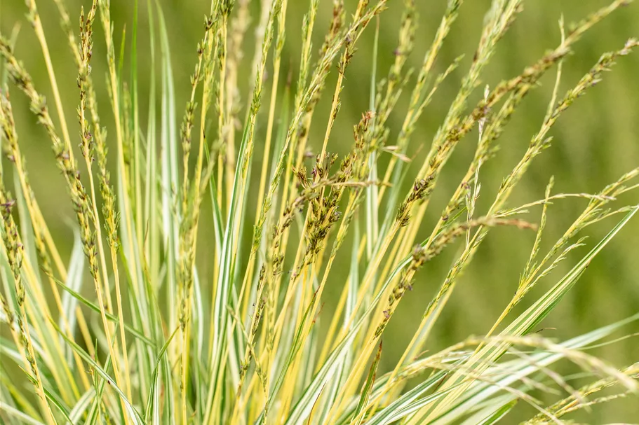 Molinia caerulea 'Variegata'