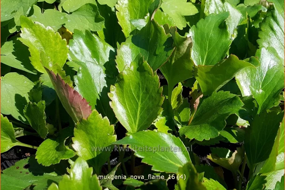 Mukgenia 'Nova Flame'