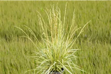 Molinia caerulea 'Variegata'