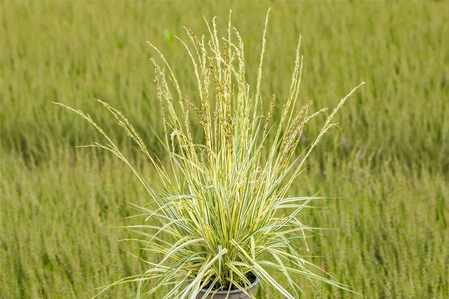 Molinia caerulea 'Variegata'