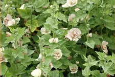 Malva 'Park Allee'