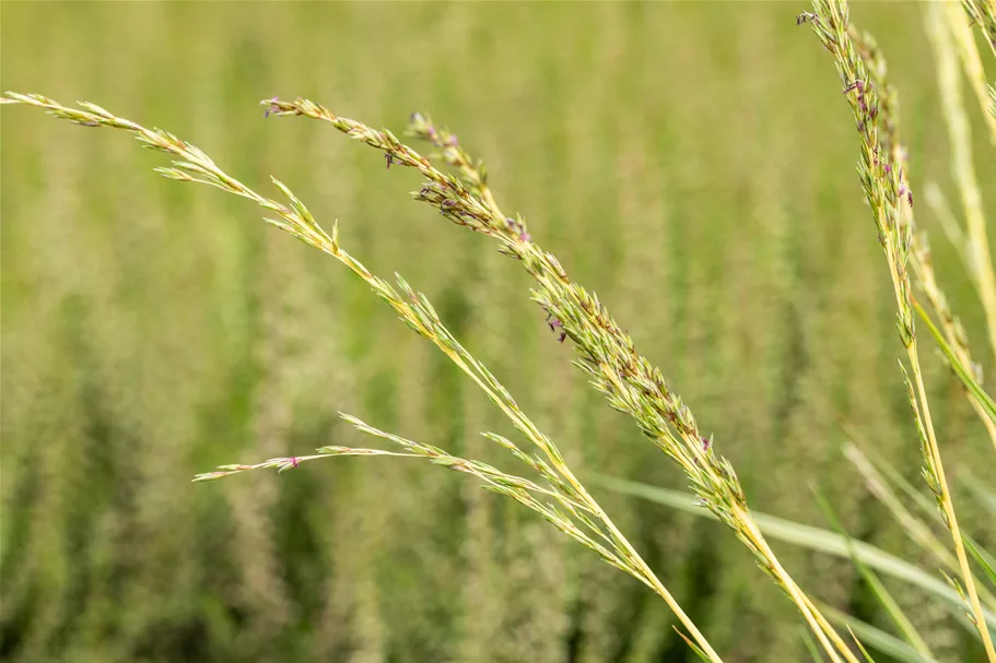 Molinia caerulea 'Variegata'