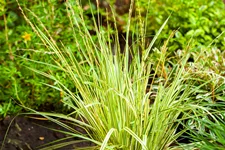Molinia caerulea 'Variegata'