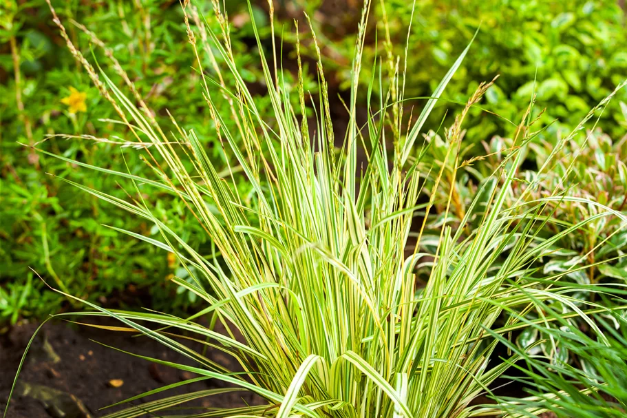 Molinia caerulea 'Variegata'