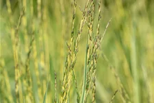 Molinia caerulea 'Variegata'
