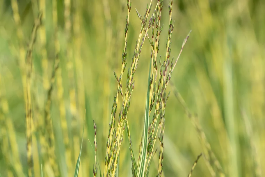Molinia caerulea 'Variegata'