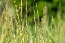 Molinia caerulea 'Variegata'