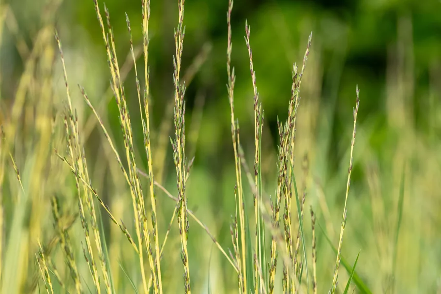 Molinia caerulea 'Variegata'